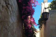 IMG-20241124-WA0016
